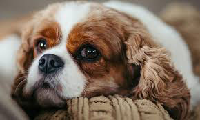 درمان پاپیلوما دهانی سگ