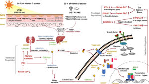 رابطه کمبود ویتامین D و سرطان